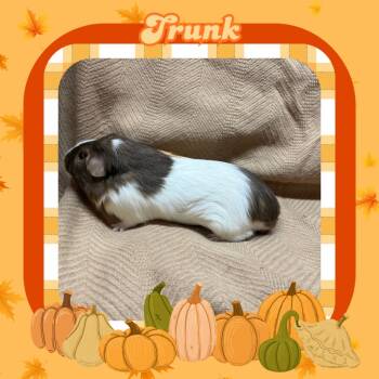 Rescue Guinea Pig Guinea Pigs for Adoption in Elizabethtown, Kentucky - Trunk | PetCurious